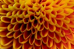 oranje-tina