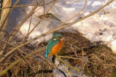 DSCF1382-ijsvogeltje_Jaap-Feenstra-2