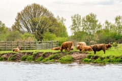 M-Koeien-langs-de-Vecht