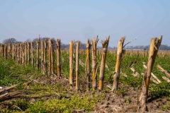 Maisstoppels_Sven_DSC04366