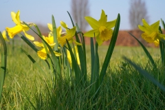 Narcissen_Sven_DSC04334