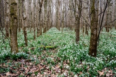 P-Sneeuwklokjesbos-Roelof