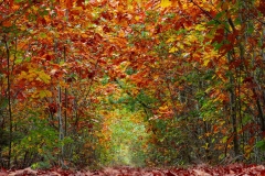 herfst-tinus