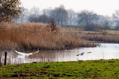 rustig-tafereeltje_Rebekka