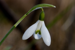 sneewvolkje-tina