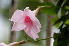 Bloem_Rebekka